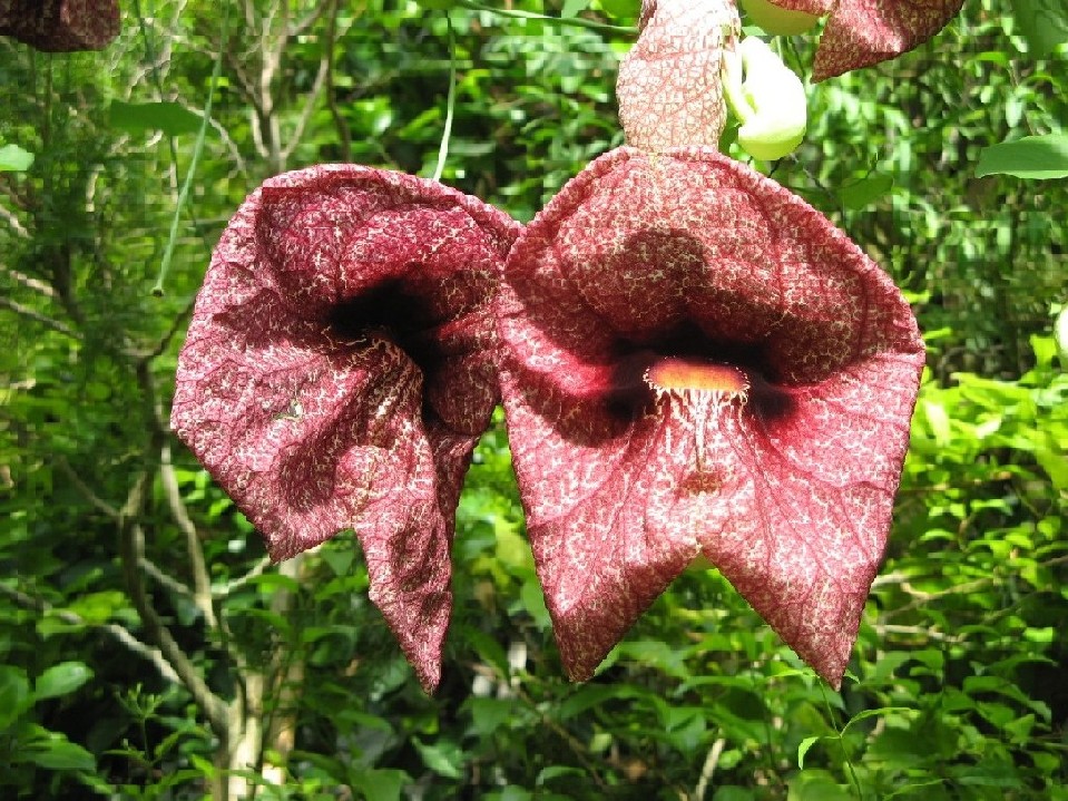 orto botanico (padova)